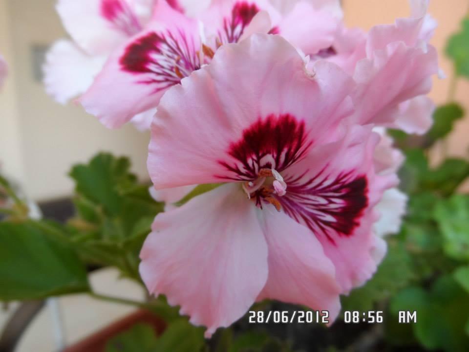 פרימורסקו Gardenia Apartments מראה חיצוני תמונה